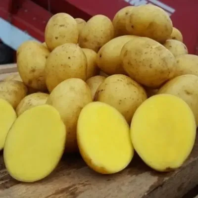 Почему портится картофель при хранении