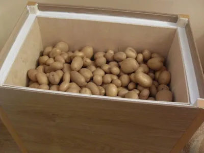 Покупаем семенной картофель - KP.RU