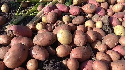 Купить луговской картофель семенной Краснодар оптом и в розницу по низкой  цене