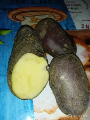 Картофель негритянка фото фото