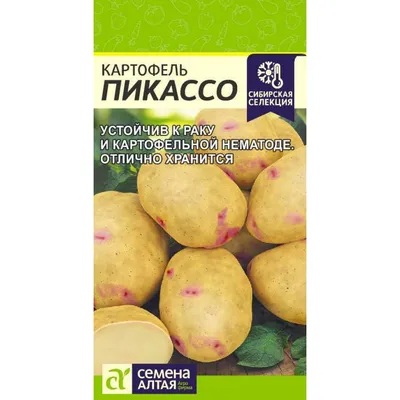 Семенной картофель Пикассо (Синеглазка) (1 репродукция) купить в Украине |  Веснодар