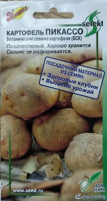 Семенной картофель Пикассо позднеспелый 1 кг купить в Украине с доставкой |  Цена в Svitroslyn.ua