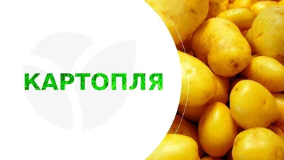 Продается картошка Пикассо для семян (картофель: 25 KGS ➤ Картошка | Тюп |  46049117 ᐈ lalafo.kg