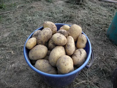 🥔 Как вырастить ранний картофель и какой сорт выбрать