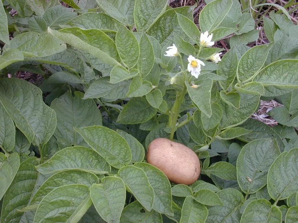 Картофель паслен клубненосный многолетнее. Картофель Solanum tuberosum. Солянум туберозум. Паслен клубненосный. Solanum tuberosum листья.