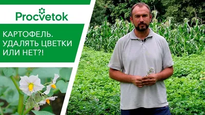 Запеченный картофель Plant Food Vine, цветение, травянистое растение, еда,  помидор png | Klipartz