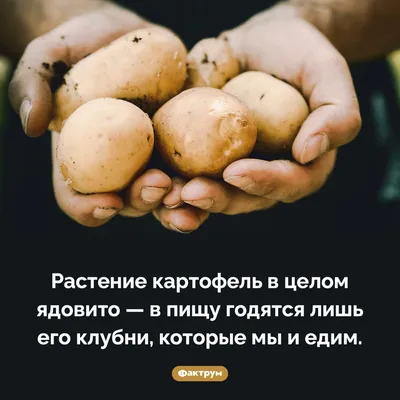 Как вырастить картофель из семян - Good Harvest | Семена | Удобрения |  Средства защиты растений