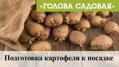 Продовольственный картофель Гала — Рассада цветов и овощей.