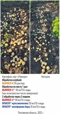 Картофель Наталья Potato Natalia - купить семенной картофель с доставкой по  Украине в магазине Добродар