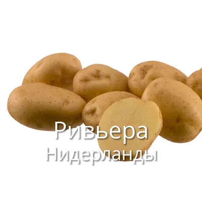 Семенной картофель ранняя Ривьера от 5 кг (ID#373067826), цена: 27 ₴,  купить на Prom.ua