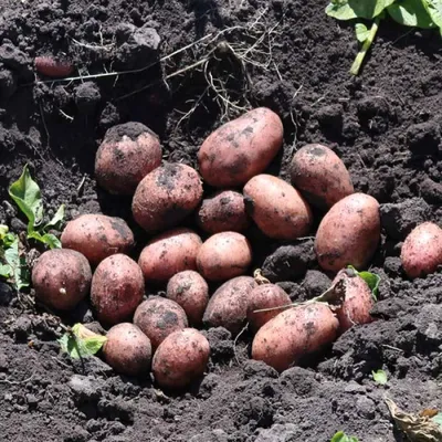Семенной картофель Розара (1 репродукция) купить в Украине | Веснодар