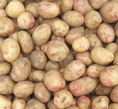Семенной картофель Пикассо (Синеглазка), Голландия купить - Компания  ФОРСАГРО