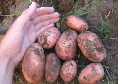 Семенной картофель Розара для посадки в конце весны высококачественный 2 кг  - купить с доставкой на дом в СберМаркет