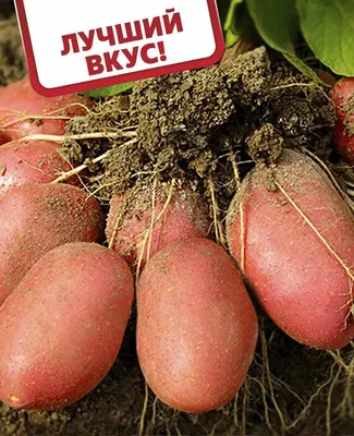 Картофель розара: описание сорта, выращивание. Как вырастить картофель  розара