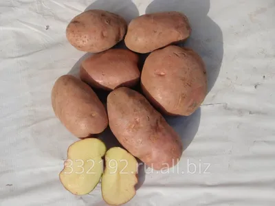Картофель РОЗАРА (элита) 2,5 кг купить по цене 348 руб. в Томске | Садовый  супермаркет «ДАЧА»