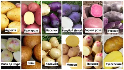 Сорт картофеля в зависимости от региона | SKOGGY