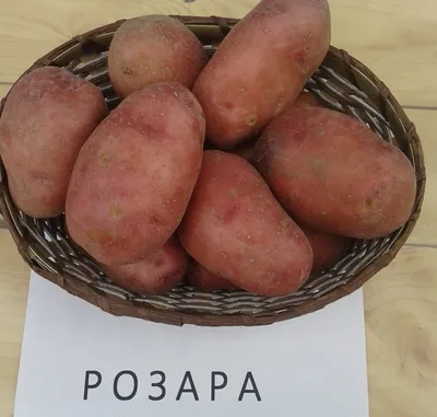 Купить семенной картофель Розара сорт 1 репродукция (РС-1)