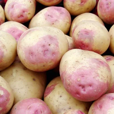 Суперранние сорта картофеля: виды и сорта - Agro-Market24