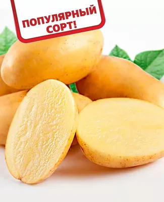 Семенной картофель Розара для посадки в конце весны высококачественный 2 кг  - купить в Москве, цены на Мегамаркет
