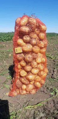 Картофель Иван да Марья (Фестивальный), ранний сорт семенного картофеля,  репродукция семян СуперЭлита.