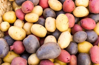 Сорт картофеля Розара - фото, описание, характеристики
