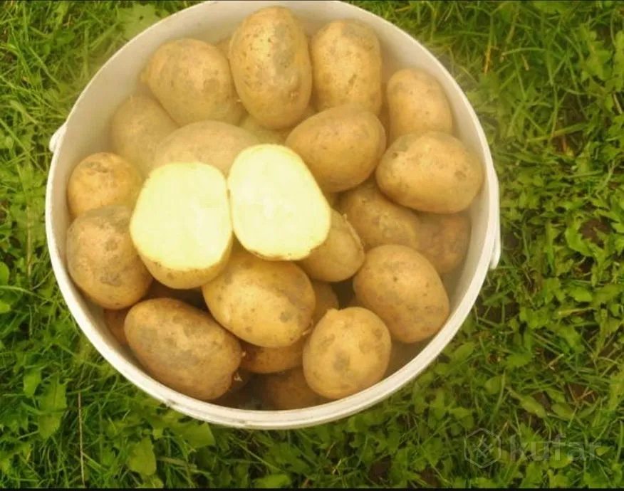 Белорусский сорт картофеля скарб. Сорт картошки скарб. Сорт картофеля скарб фото. Картофель скарб в разрезе. Картофель скарб купить