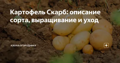 Пора сажать картошку! За семенами — только в магазин «Насенне» — Вечерний  Гродно