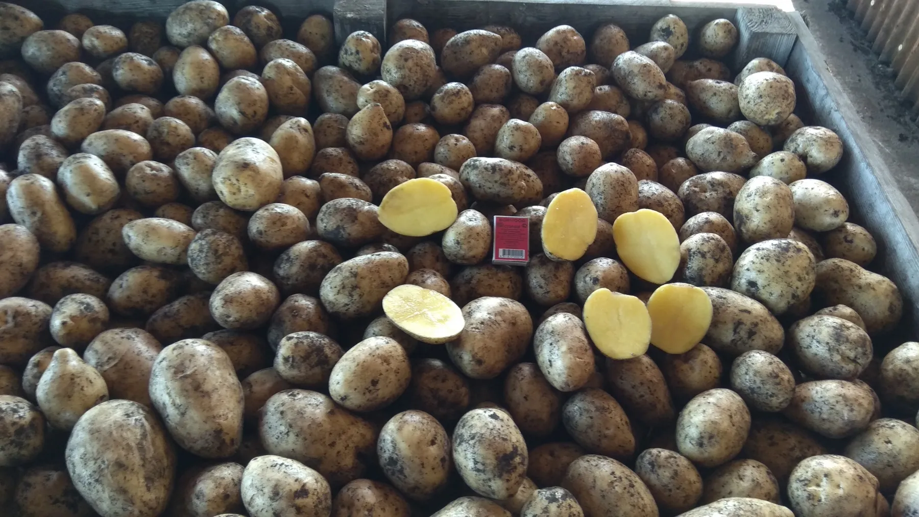 Картофель скарб. Картофель скарб купить в Рязани и области. Картофель скарб купить