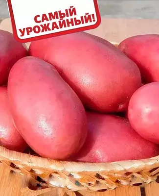 КАРТОФЕЛЬ РЕД СКАРЛЕТ - Семенной картофель почтой