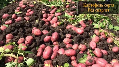 Продажа - Картофель оптом, сорт Ред Скарлет, Урожай 2022 напрямую от  фермера. 15р.кг