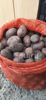 Сорт картофеля Ред Скарлет: выращивать или нет? | уДачный выбор | Дзен
