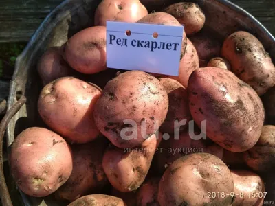 Картофель семенной Ред скарлет купить в Рязани