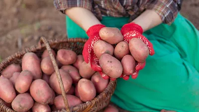 Картофель семенной Ред Скарлетт СЭ 28/55 (уп-2кг) — купить в  интернет-магазине по низкой цене на Яндекс Маркете