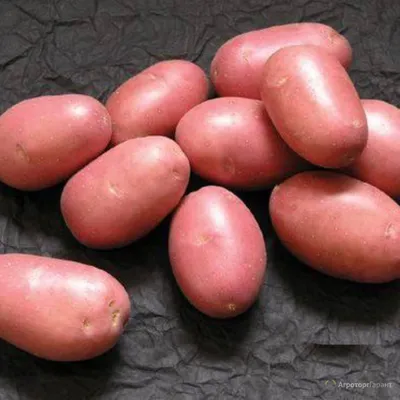 Семенной картофель Ред Скарлет 2 кг - купить в Москве, цены на Мегамаркет