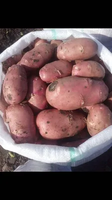 10 сортов картофеля поставит компания Картофель Урал на овощной рынок  регионов России | Картофель Урал | Дзен