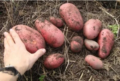 Картофель семенной «Ред Скарлетт» - «Ранний картофель с хорошей лежкостью.  Вкусный сорт \"Ред Скарлетт\". Опыт выращивания на северо-востоке  Подмосковья.» | отзывы