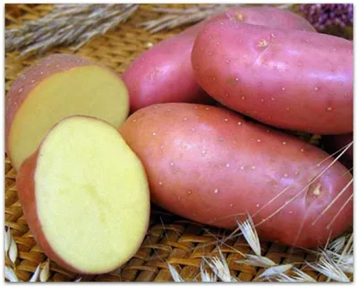 Картофель славянка сорта фото фото