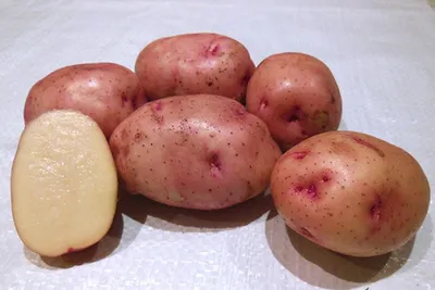Картофель Жуковский ранний, репродукция \"элита\", 2 кг. (Сверхранний сорт  картофеля («сорокодневка») | Дачная Коллекция