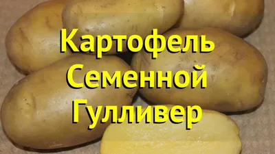 Семенной картофель редких сортов - 2024. ПРИЕМ ЗАКАЗОВ ОТКРЫТ! | Дачная  Коллекция