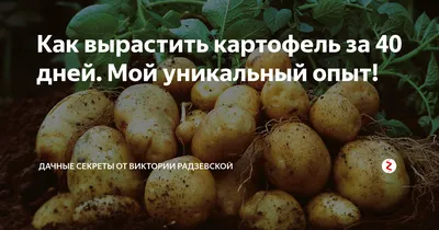 Картофель семенной. Краткий обзор, описание характеристик, где купить  картофель Гулливер - YouTube