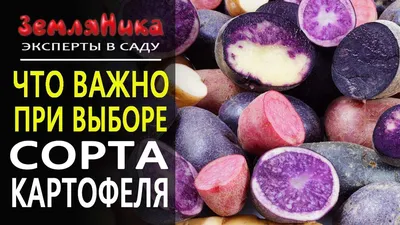 Хранение картофеля: срок, температура, условия, способы