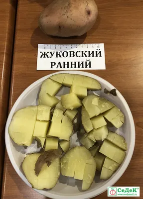 Картофель Фотиния - купить семенной картофель с доставкой по Украине в  магазине Добродар