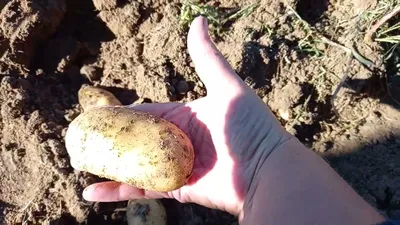 Картофельный сезон: что нужно знать потребителю - Delfi RUS