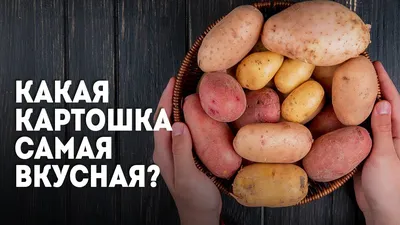 Картофель Киранда - купить семенной картофель с доставкой по Украине в  магазине Добродар