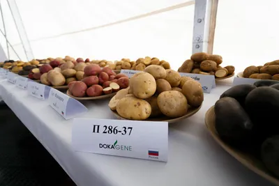 Картофель семенной Уладар купить в Нур-Султане, доставка почтой по  Казахстану, недорого в интернет-магазине, цены
