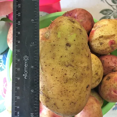 Купить Семенной картофель класса Элита Любава 2 кг (+-5%) за 140 руб.  почтой | «Сад-Эксперт» – Семенной картофель