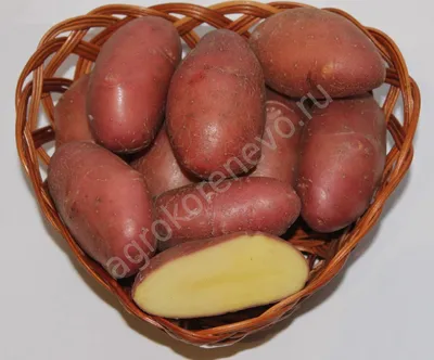 Картофель Любава: фото, описание сорта, выращивание и уход