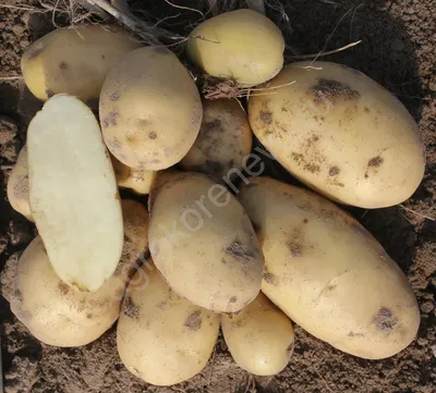 Семенной картофель/Картофель на посадку Райский Сад 148827329 купить в  интернет-магазине Wildberries
