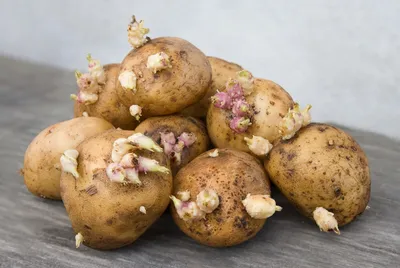 ТУЛЕЕВСКИЙ семенной картофель на весну 2024 Новосибирск