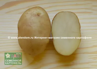 Сорт уральского картофеля «амулет»: урожайность, характеристики, описание,  устойчивость к болезням - 28 марта 2022 - e1.ru
